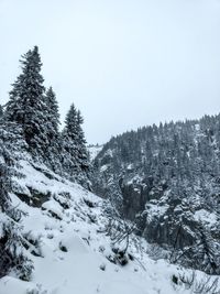 Trees on snow covered landscape against clear sky