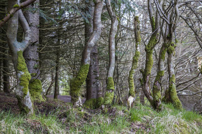 Pine trees in forest