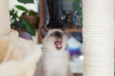 Close-up of cat yawning at home