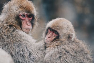 Portrait of a monkey