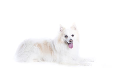 Dog lying on white background