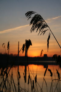 Silhouette plants by river against sky during sunrise