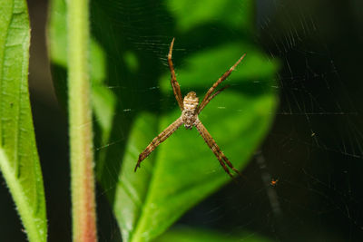 Close-up of spider on web