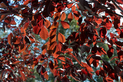 Close-up of maple leaves on tree