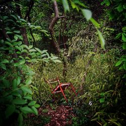 Chair and plants against trees