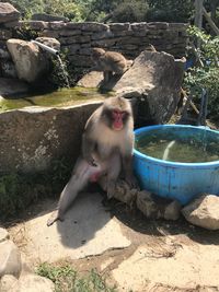 Monkey sitting on rock