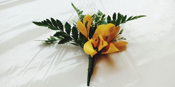 High angle view of yellow flowering plant