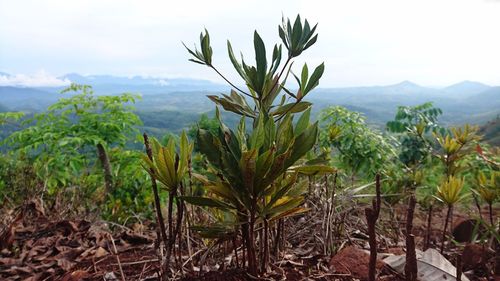 Plants growing on field against sky
