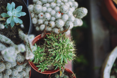 Close-up of potted cactus plant
