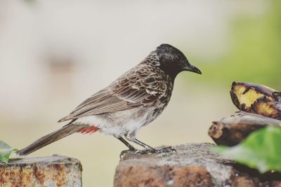 Close-up of birds perching
