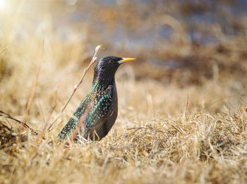 Close-up of bird perching on a land