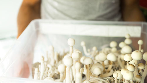 Box with psilocybin mushrooms, variety psilocybe cubensis rasta white in the hands of a man. 