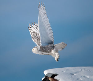 Low angle view of eagle flying against clear blue sky