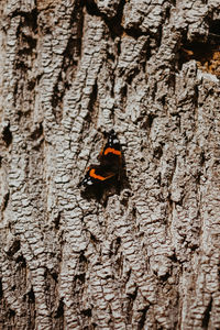 Close-up of insect on tree trunk