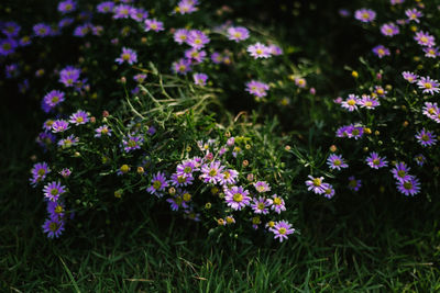 Close-up of purple flowering plants on field