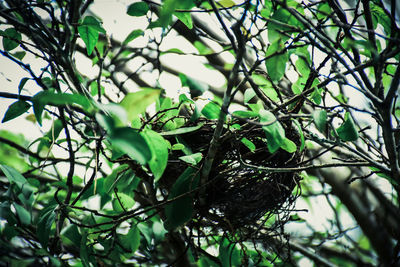 Low angle view of lizard on tree