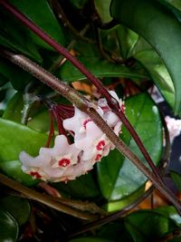 Close-up of plant