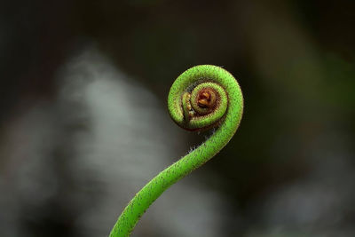 Close-up of fern plant