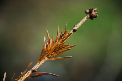 Close-up of wilted plant