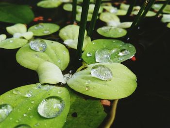 Close-up of water drops on leaves