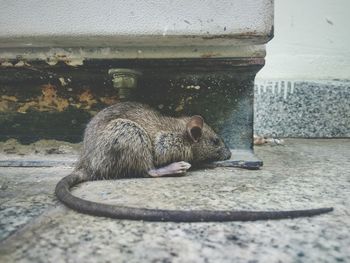 Close-up of a rat