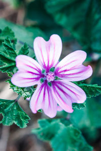 Close-up of pink flower