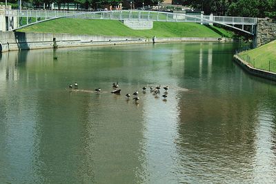 High angle view of ducks swimming in lake