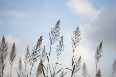 Close-up of stalks against sky