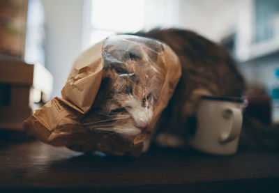 Close-up of cat playing