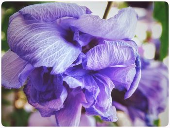 Close-up of purple flowers