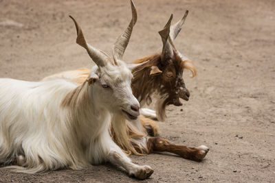 Close-up of goats sitting on field