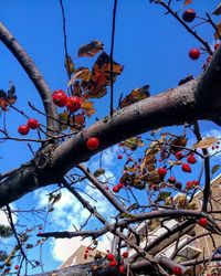 Low angle view of bare tree against blue sky