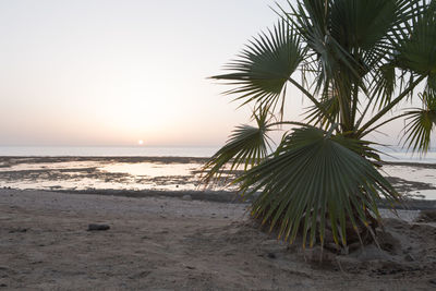 Palm trees on beach against sky during sunset