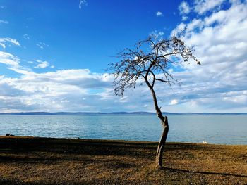 Tree by sea against sky