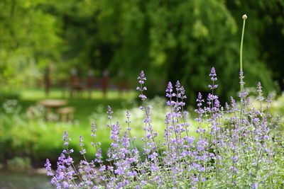 Close-up of purple flowering plants on field