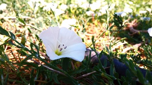 Close-up of butterfly on flower