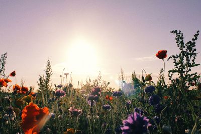 Close-up of poppy flowers blooming on field against sky