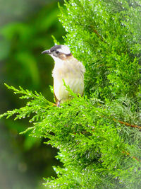 Bird perching on a tree
