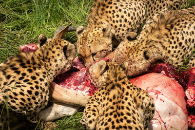 Slow pan of four cheetahs chewing carcase