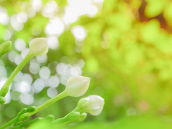 Close-up of flower against blurred background