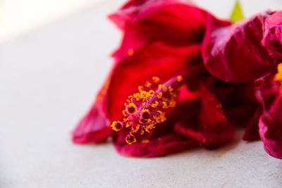 Close-up of pink rose flower