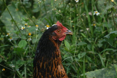 Close-up of rooster