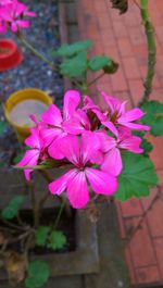 Close-up of pink flowers blooming outdoors