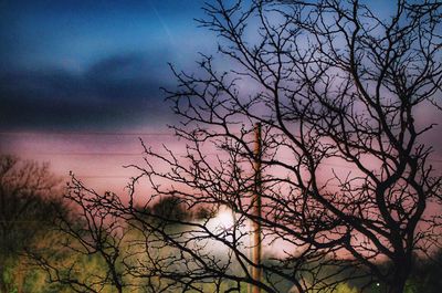 Bare tree against sky