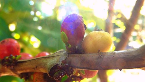 Close-up of fruits on branch