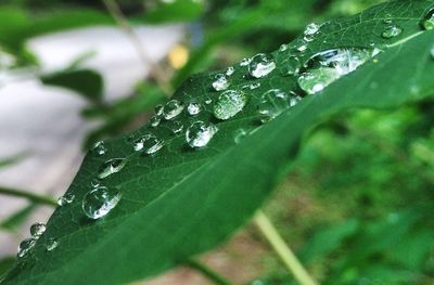 Close-up of water drops on leaf