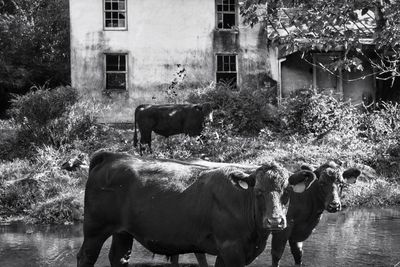 Cow in water