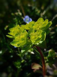 Close-up of flowering plant