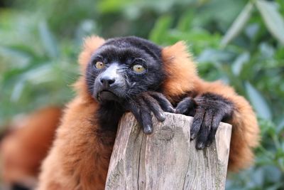 Close-up of an animal