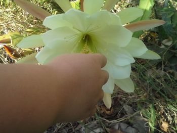 Close-up of hand holding flower